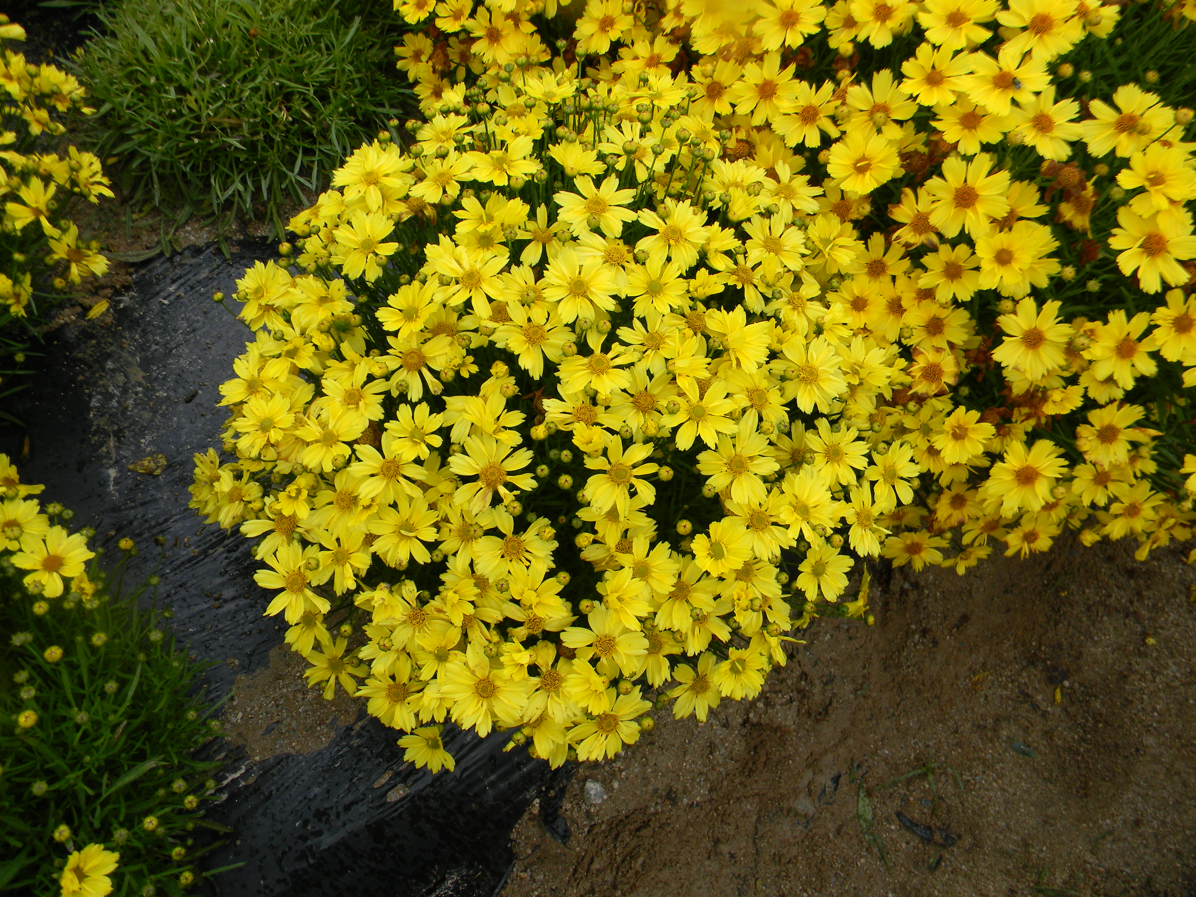 Coreopsis verticillata ‘Golden Ball 26’